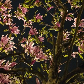 Mystère défloré N