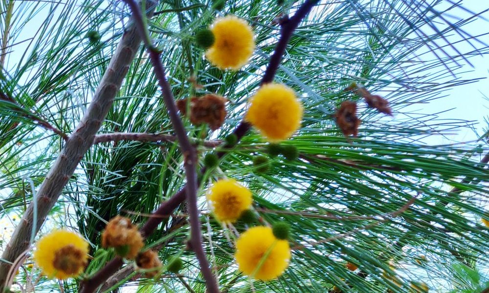 Détresses à fleur d'âme