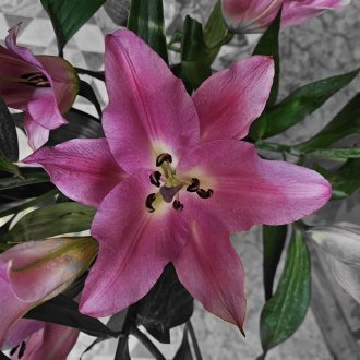 L'issue inéluctable d'une calme méditation