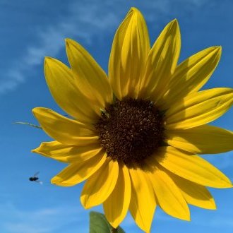 Intermittences du désir dès potron-minet