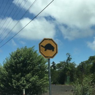 Tortue Galapagos