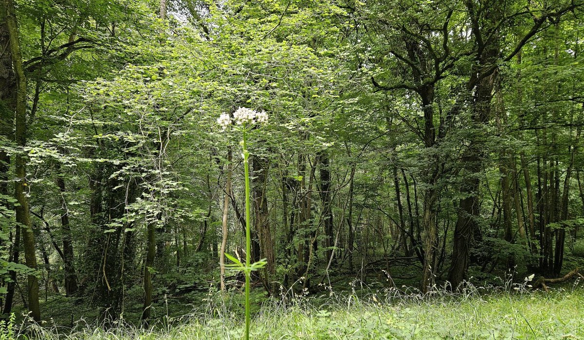 Un temps à lambiner, traînailler, flânocher, rêvasser