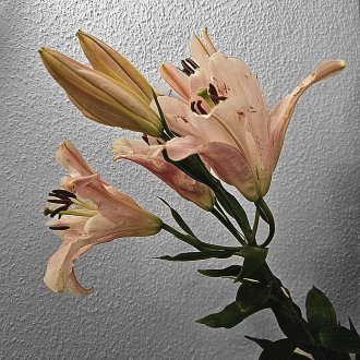 Une sorte d'acuité atroce et délicieuse