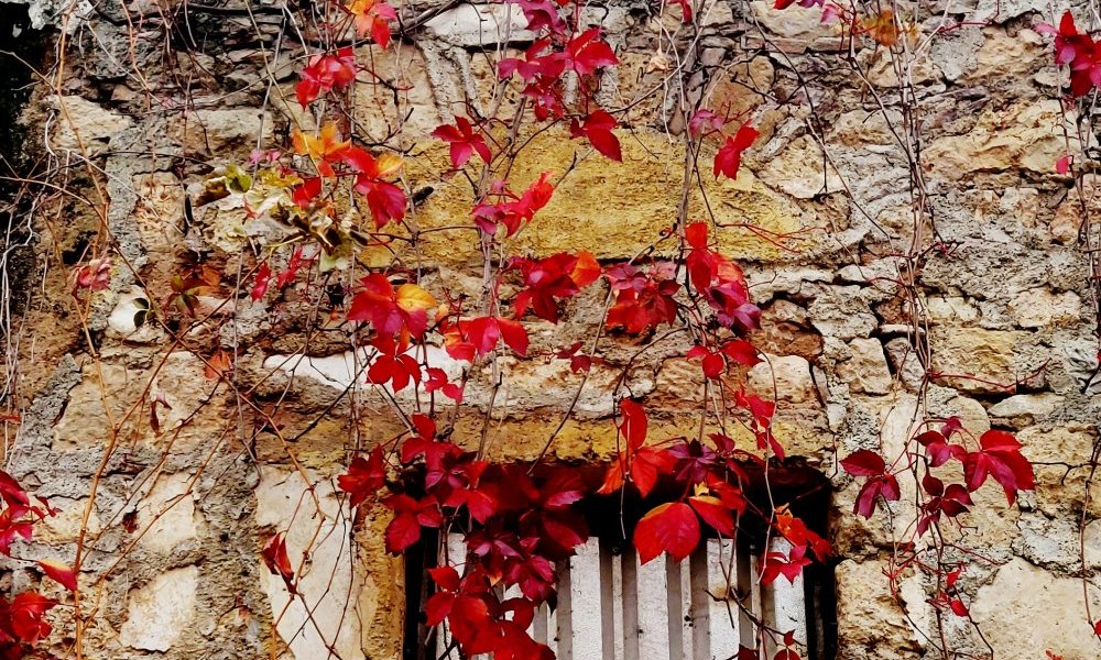 Frétillement d'orgueil