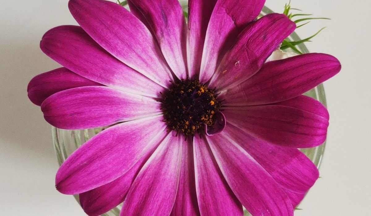 Et de cent autres superfluités périssables