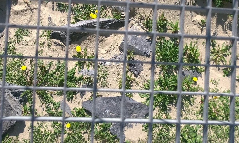 This is not my first prison break