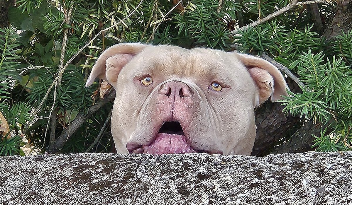 Visée émancipatrice