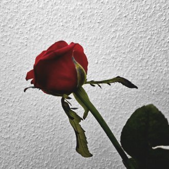 Après la fin des combats