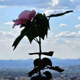 Auréolé d'un halo sirop d'orgeat