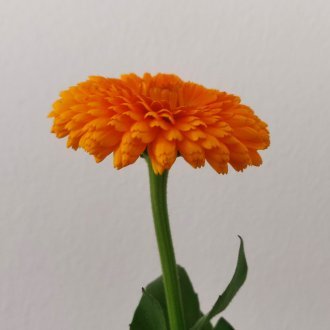 Quintessence magnifiée