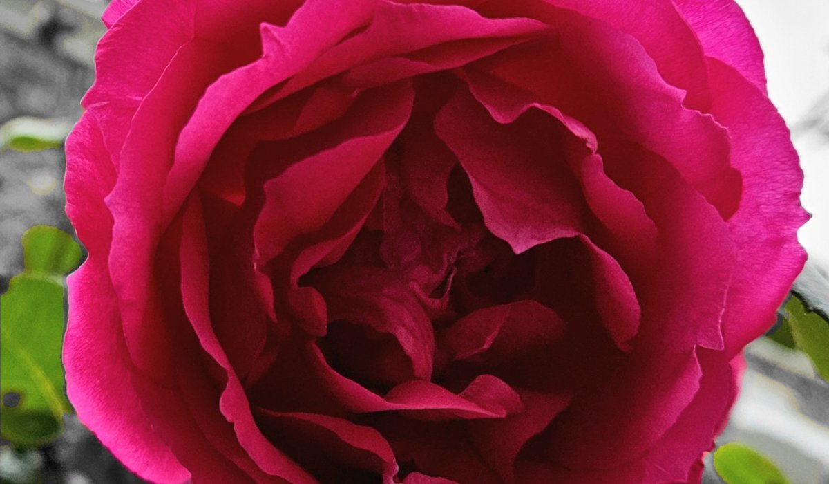 Autopsie d'un mythe tenace