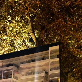 Buisson ardent