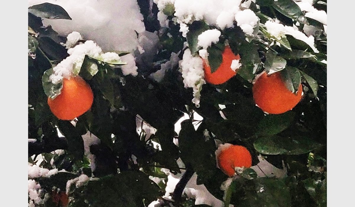 L'occasion était trop belle