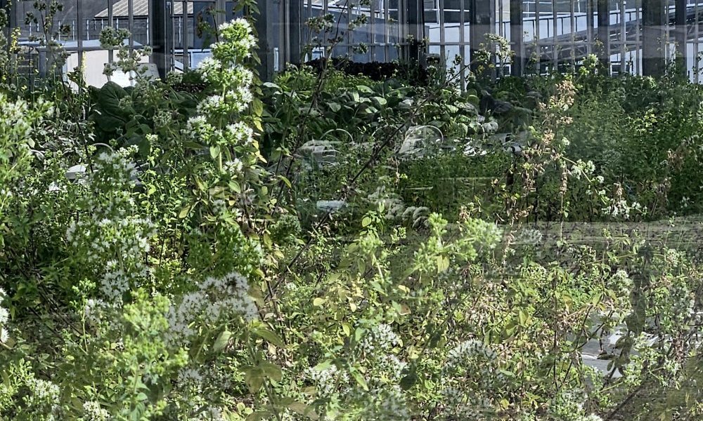 Laisser cent fleurs s'épanouir