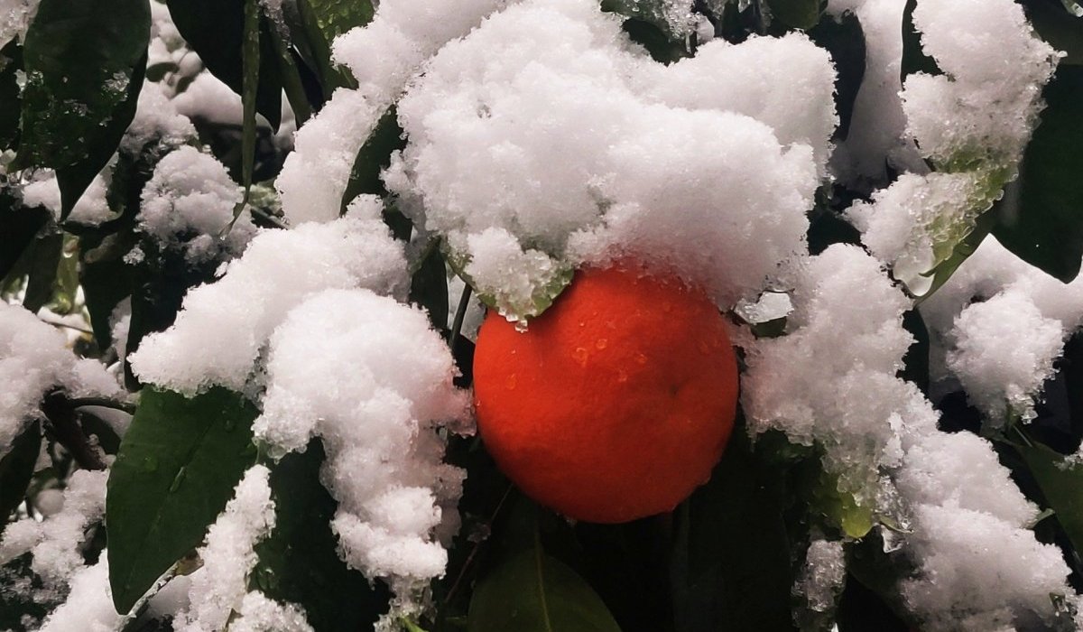 L'occasion était trop belle