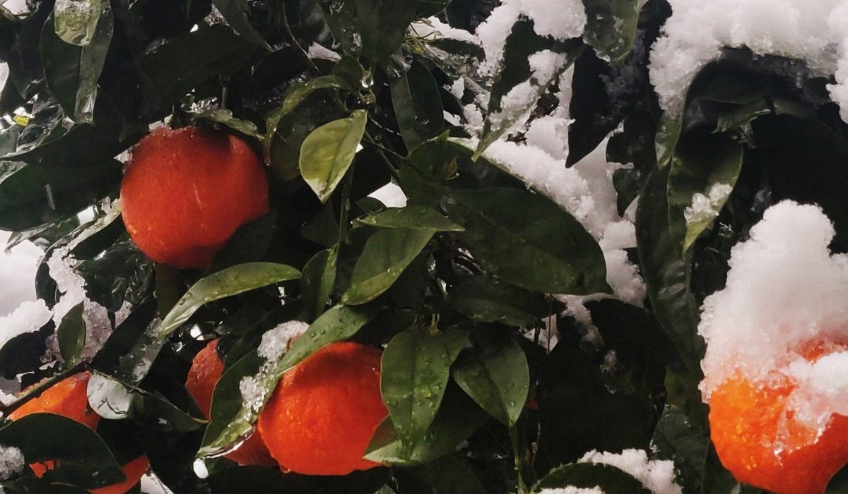 L'occasion était trop belle