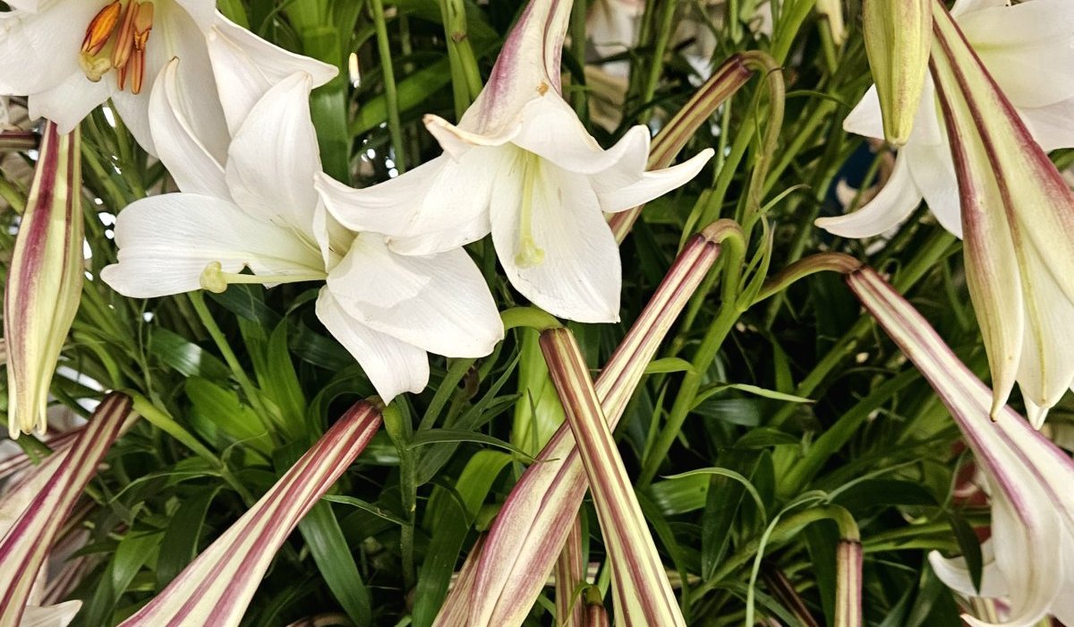 Lèvres immobiles disant l'impensable