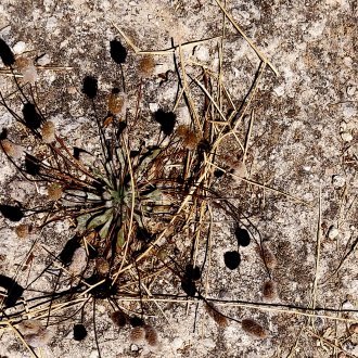 La mort comme une étrange anomalie