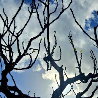 La frontière ténue entre humanité et animalité