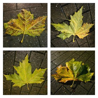 C'est le vent qui murmure dans les feuilles mortes