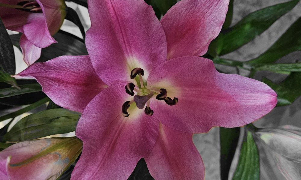 L'issue inéluctable d'une calme méditation