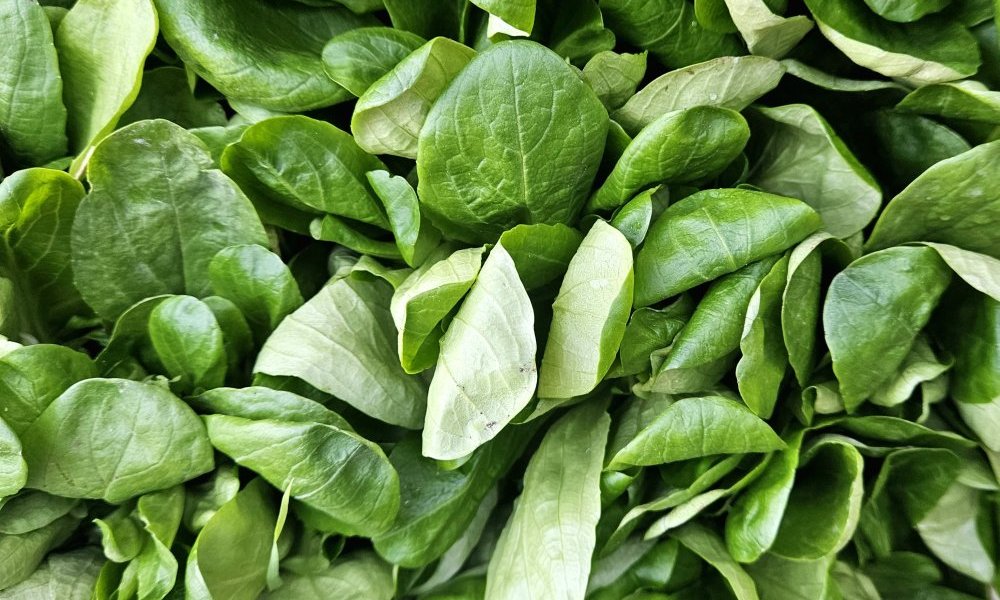 Remâcher son désenchantement