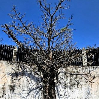 Les ânes braient-ils mieux quand ils sont vieux ?