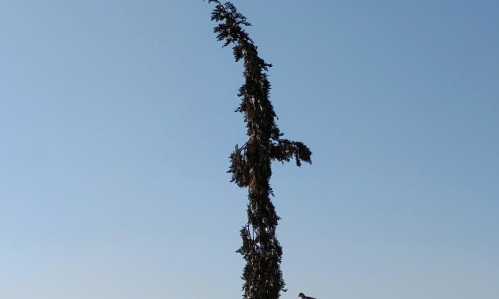 Sur un arbre perché