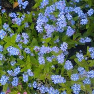 Forget me not