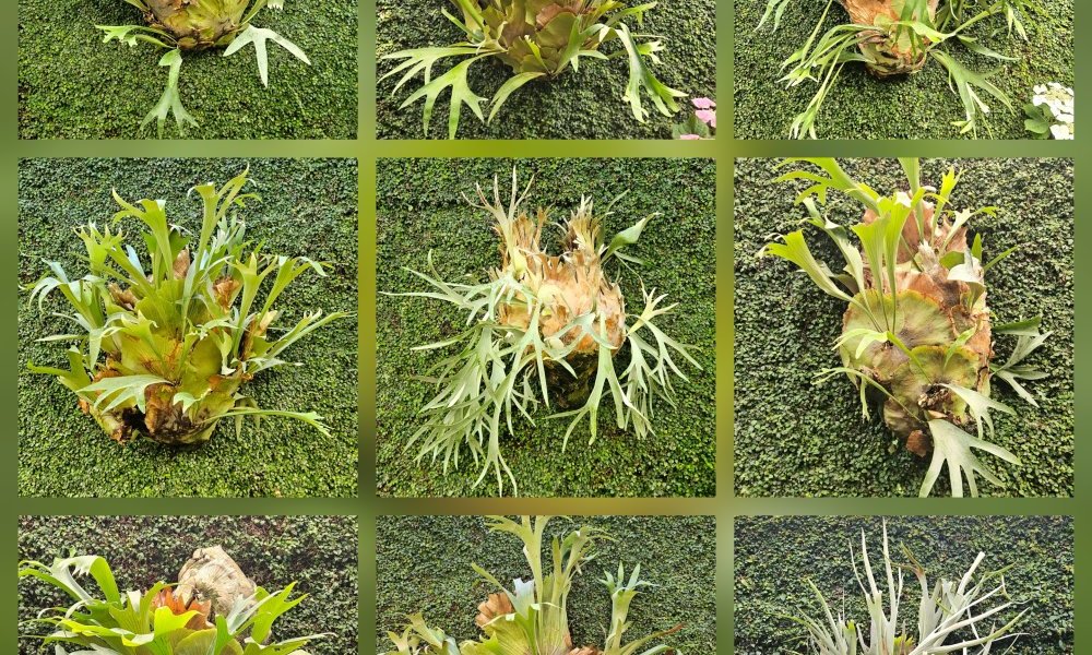 Un seul et même cerveau