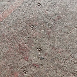 Ne pas réveiller le chat qui dort