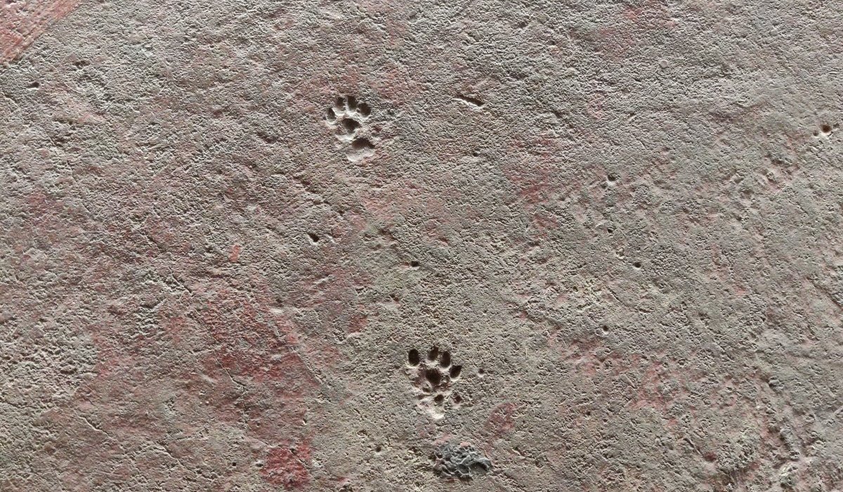 Ne pas réveiller le chat qui dort