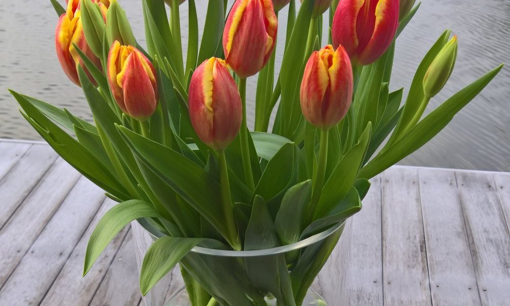 Épithalame hollandais