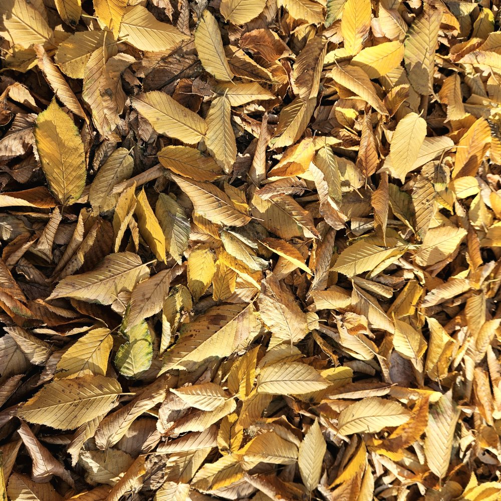 De l'inconvénient d'être né