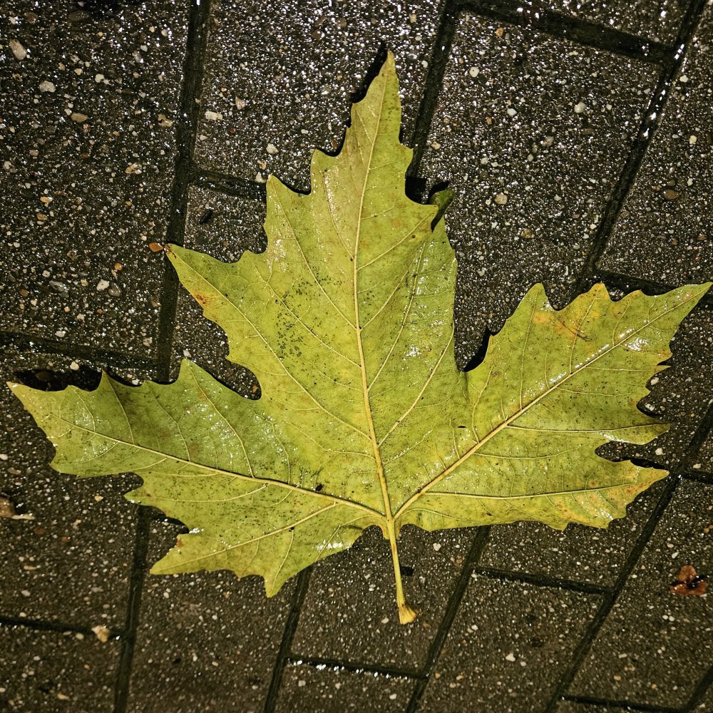 C'est le vent qui murmure dans les feuilles mortes