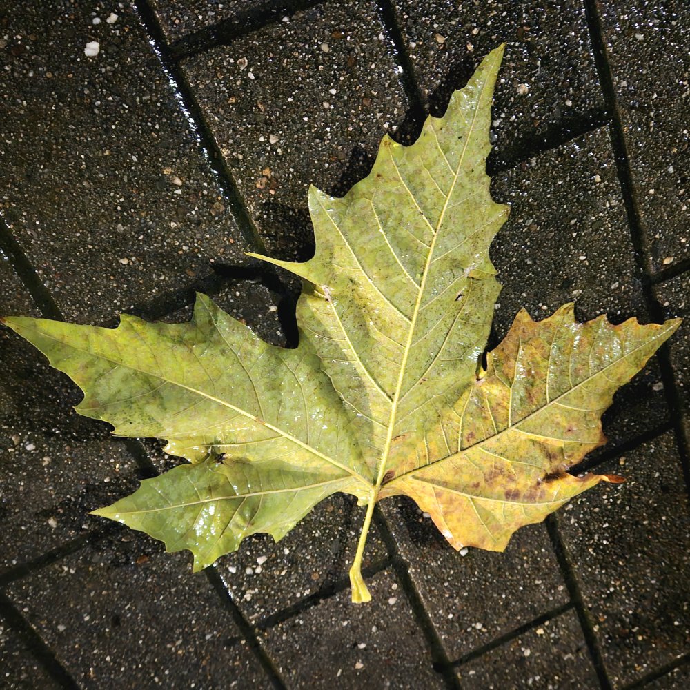 C'est le vent qui murmure dans les feuilles mortes