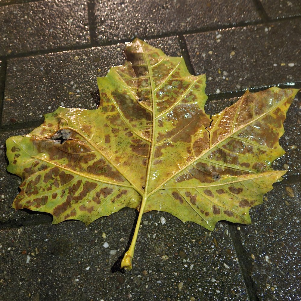 C'est le vent qui murmure dans les feuilles mortes