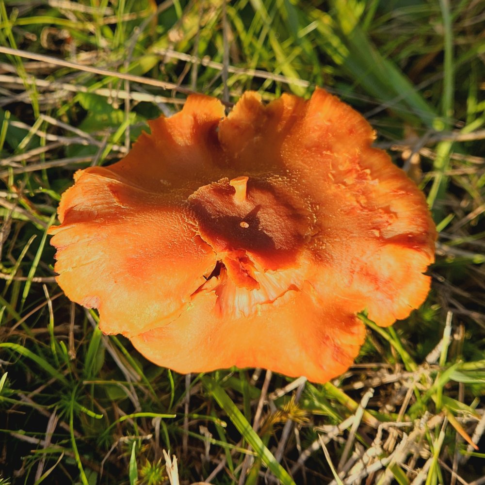 Autosatisfaction fongoïde