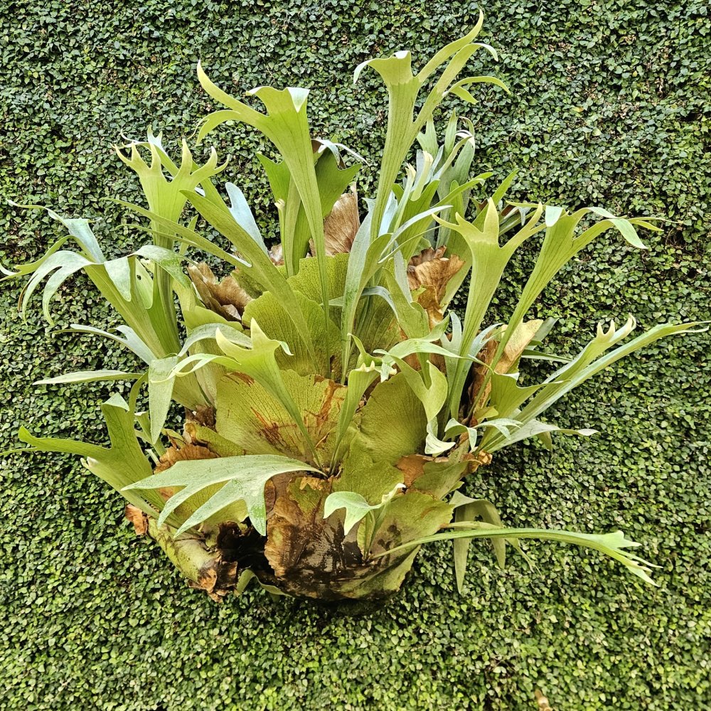 Un seul et même cerveau