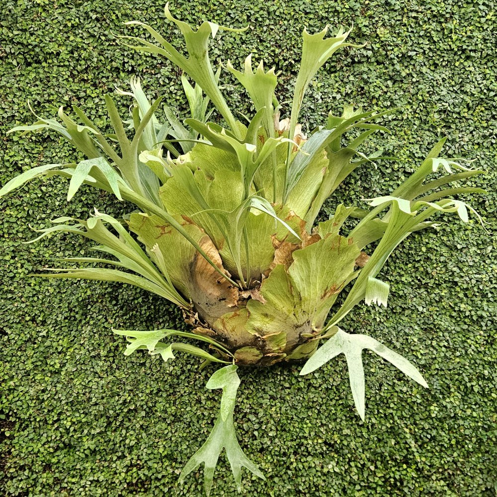 Un seul et même cerveau