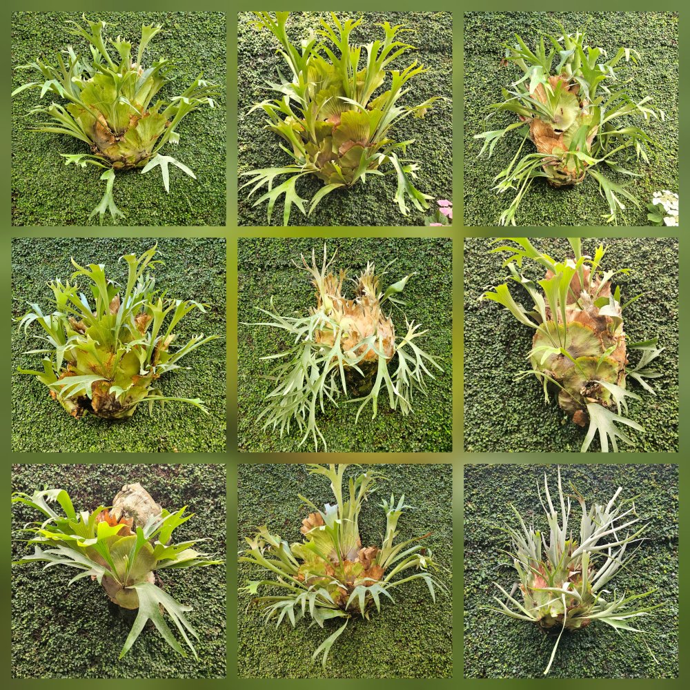 Un seul et même cerveau