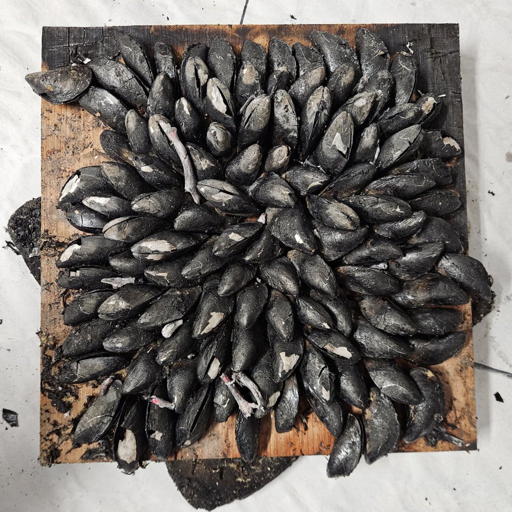 Pièces du puzzle