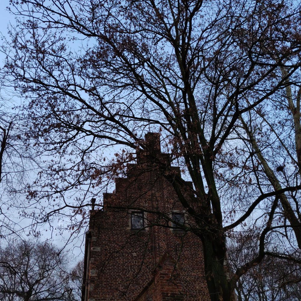 Yeux desilés D