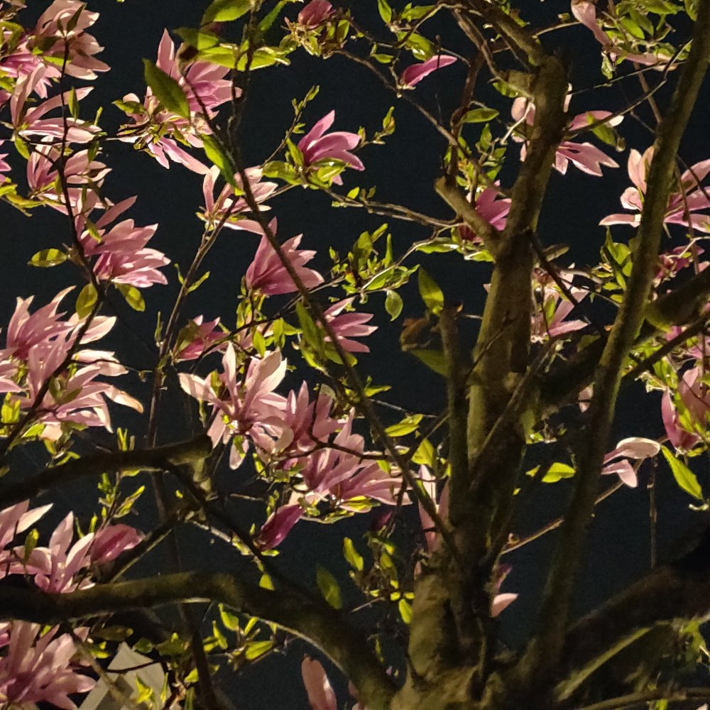 Mystère défloré N