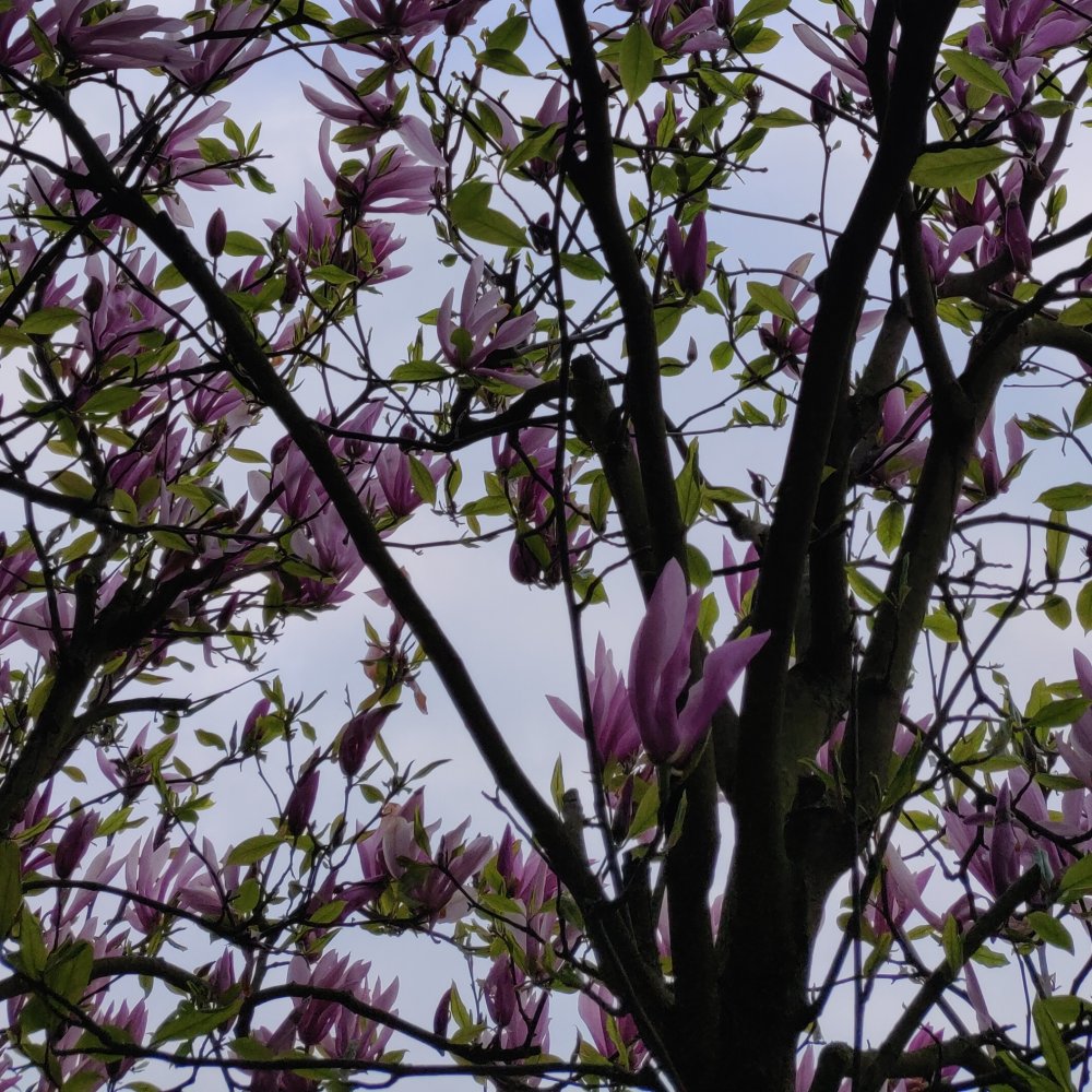 Mystère défloré J