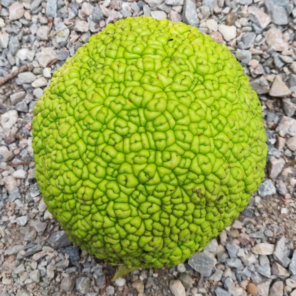 Biodiversité