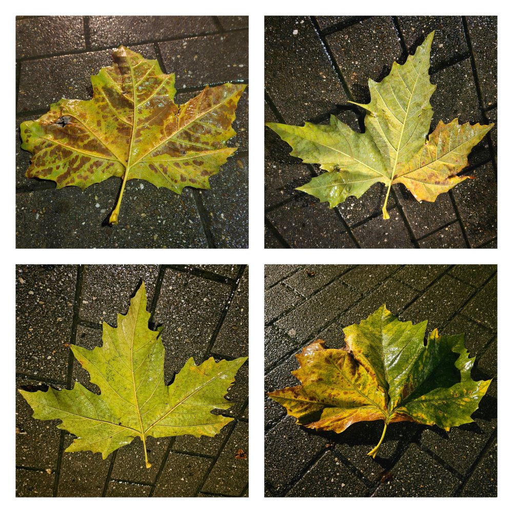 C'est le vent qui murmure dans les feuilles mortes