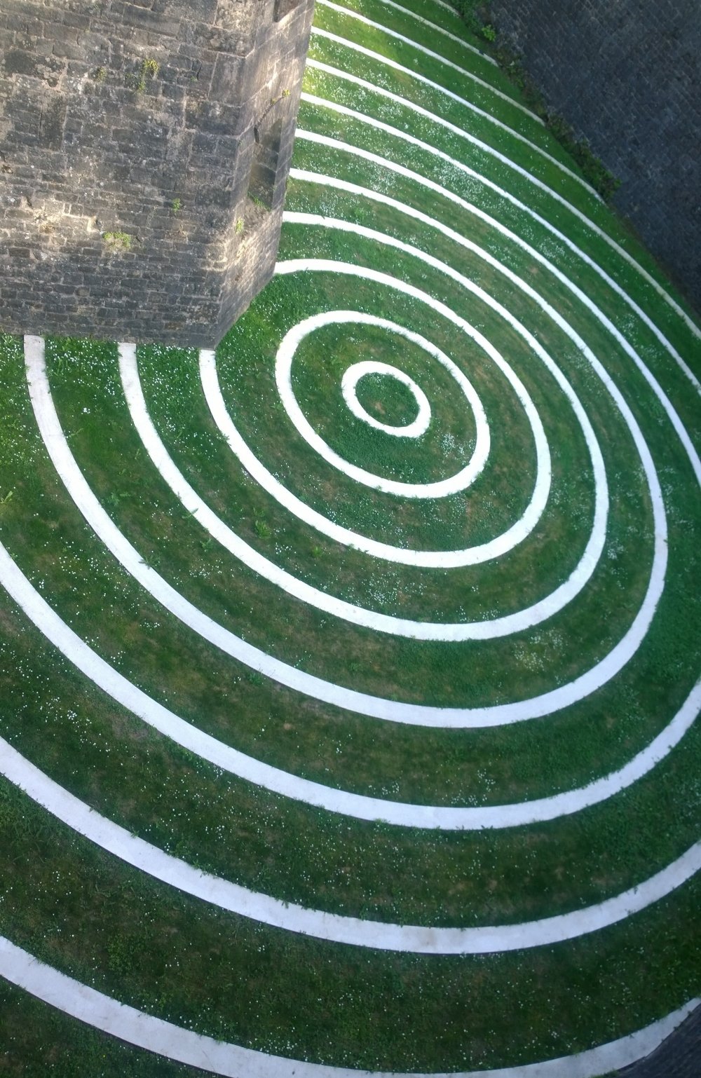 Volute viride