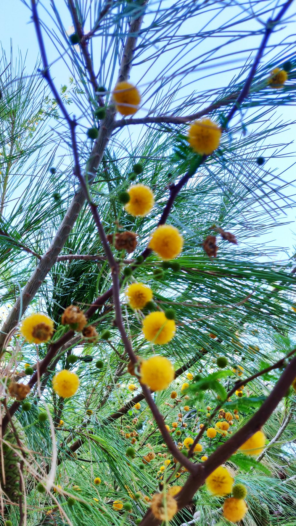 Détresses à fleur d'âme