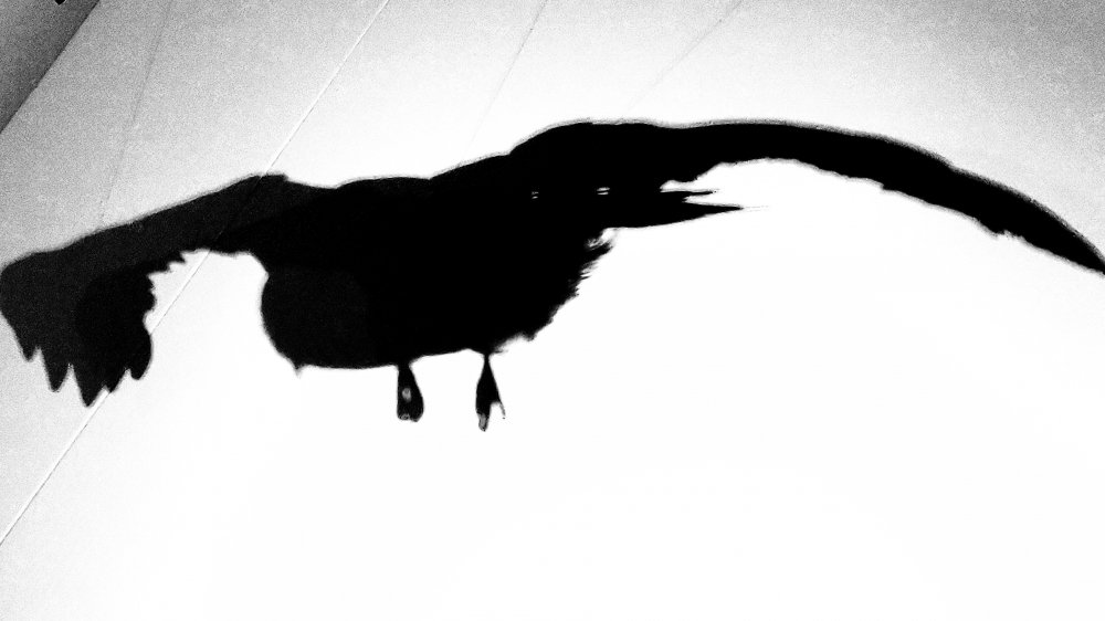 Les Nuits de pleine lune